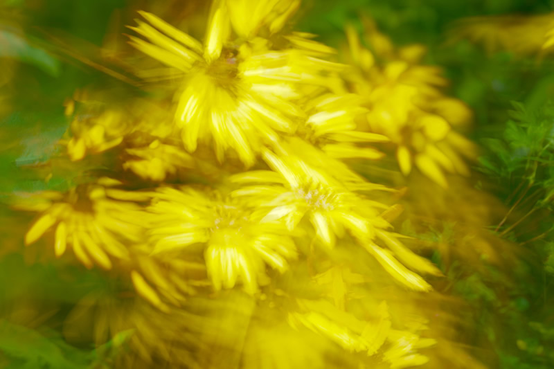 Leopard Plant by Sherry Helwer